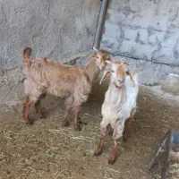 دو بزغاله شیرمس و چاق