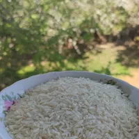 برنج درشت سرلاشه و نیمدانه هاشمی اصل
