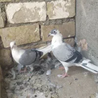 جفت گراف و کفتر گرفتنی