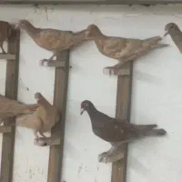 کبوتر زرد آلمانی