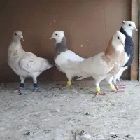 فروشی ۴تا مغلف نر پرنده شلاقی