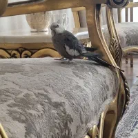 عروس هلندی