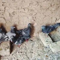 کفتر داورزن