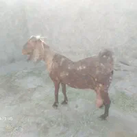 بزمری آبست دوقلوزا