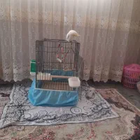 عروس هلندی نر
