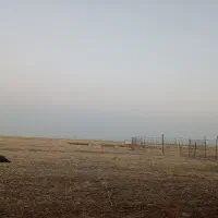 چوپانی