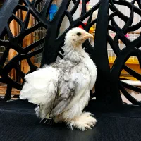 جوجه کوشین دوماهه