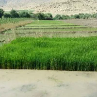 نشا برنج