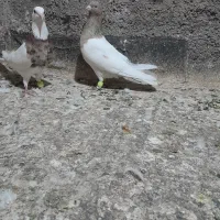 کفتر کبوتر