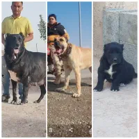 سگ سرابی با هفت نسل شجره نامه کتبی