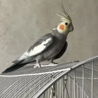 عروس هلندی نر