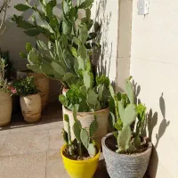 گل ناز|گل و گیاه طبیعی|شهر ری, سیزده آبان|دیوار