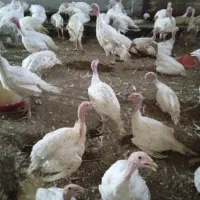 بوقلمون بیوتی ارگانیک