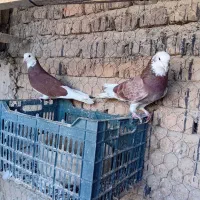 فروش کبوتر قجله