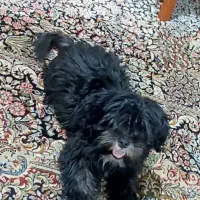 سگ تربیت شده تریر پا کوتاه