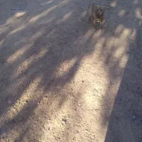 واگذاری سگ پاکوتاه گوش تیز