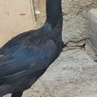 مرغ