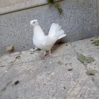 دم چتری