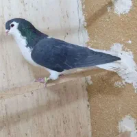 چپ سیاه پلاک برنجی تو پا