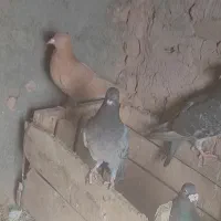 کفتر فروشی