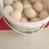 یومورتا اردک زرده غلیظ