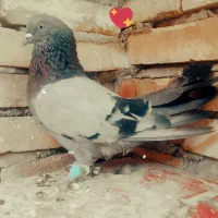 یه جفت سبز پر روزگاری