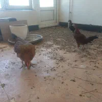 مرغ و نیمچه