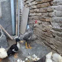 خروس لاری اوشامو
