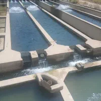 فروش ماهی قزل سر پرورش ماهی