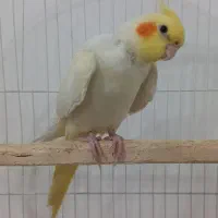 عروس هلندی لوتینو