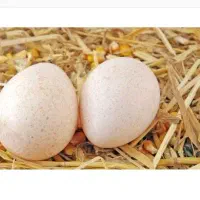 تخم بوقلمون نطفه دار