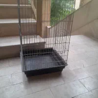 قفس پرنده و عروس هلندی