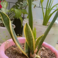 گل های خونگی با قیمت مناسب