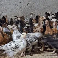جوجه محلی 42روزه