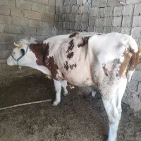 گاو