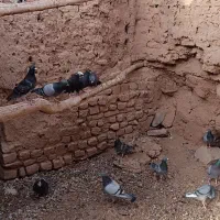 پلاکی|پرنده|اردستان, |دیوار