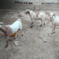 نری