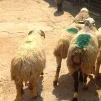 میش داشتی