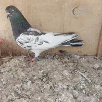 ماده غریبگیری