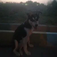 سگ هاسگی باغیمت3/000/000