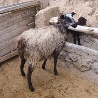 گوسفند رومانف اصیل