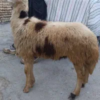 فروش بره قوچ خال سیاه جنس