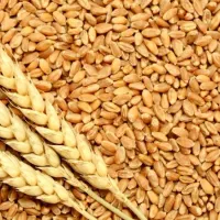 ۳ تن گندم درجه یک تمیز کیلویی ۴۸