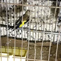 پرنده. سهره کرمانی
