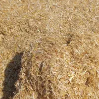 کاه کوبیده گندم