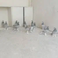 کبوتر|پرنده|اصفهان, ملک|دیوار