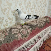 شامی آلمانی