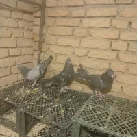 فروش فوری تعدادی کبوتر پر و فید و مفلق