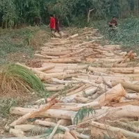 چوب درخت قیمت بالا