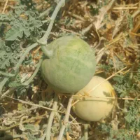 هندوانه کوهی